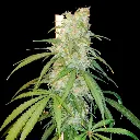 Amsterdam-Amnesia_3.webp