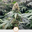 Clones-La-Maga-Santanesia-2.webp