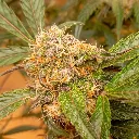 Auto-GrapefruitZ_3.webp