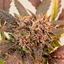 Auto-GrapefruitZ_2.webp