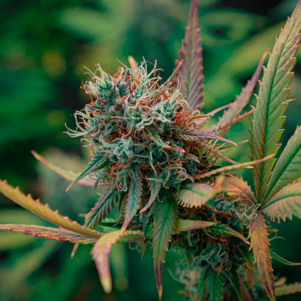 White-Widow_2.webp
