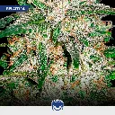 Energy-mix_2.webp