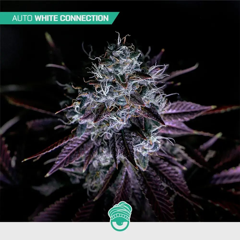 CBD-Mix-Auto_4.webp