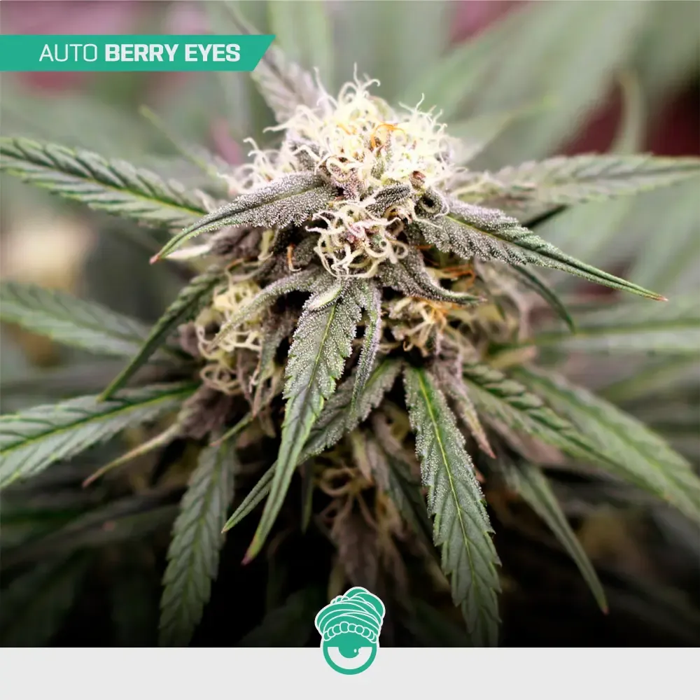 CBD-Mix-Auto_2.webp