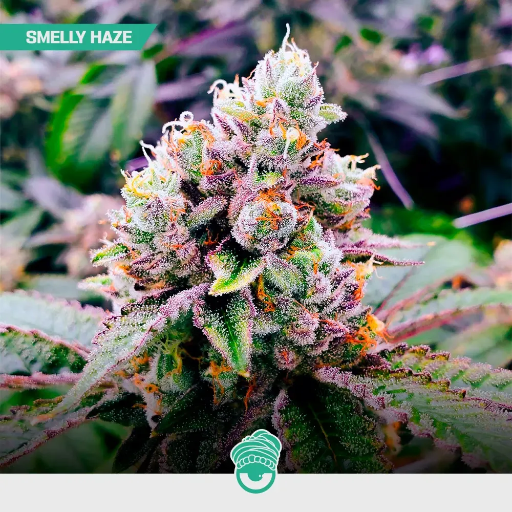 CBD-Mix-Fem_4.webp