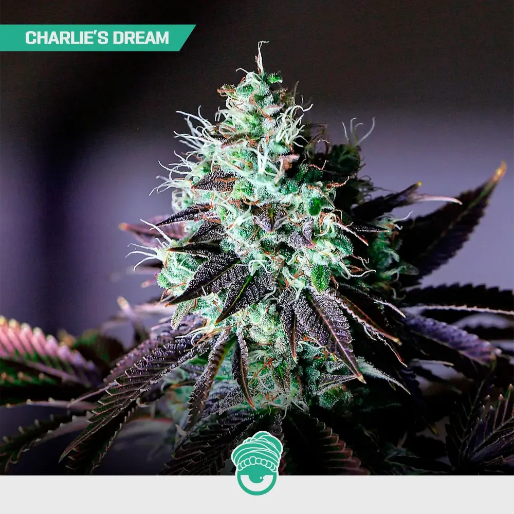 CBD-Mix-Fem_2.webp