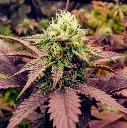 Lechugas-Genetics-Purple-Fruit-Auto_2.webp