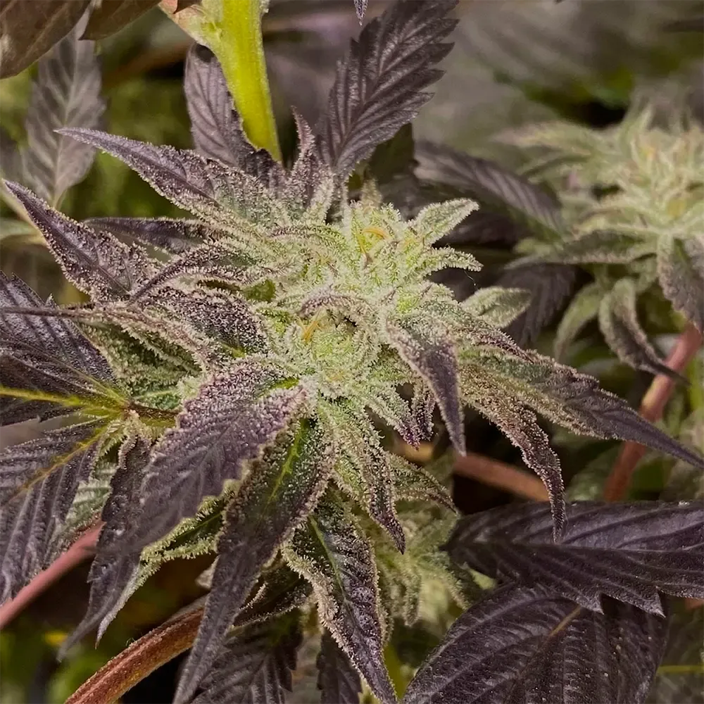 Billy-Seeds-BS0D74-Fem_2.webp