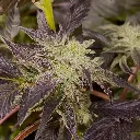 Billy-Seeds-BS0D74-Fem_2.webp