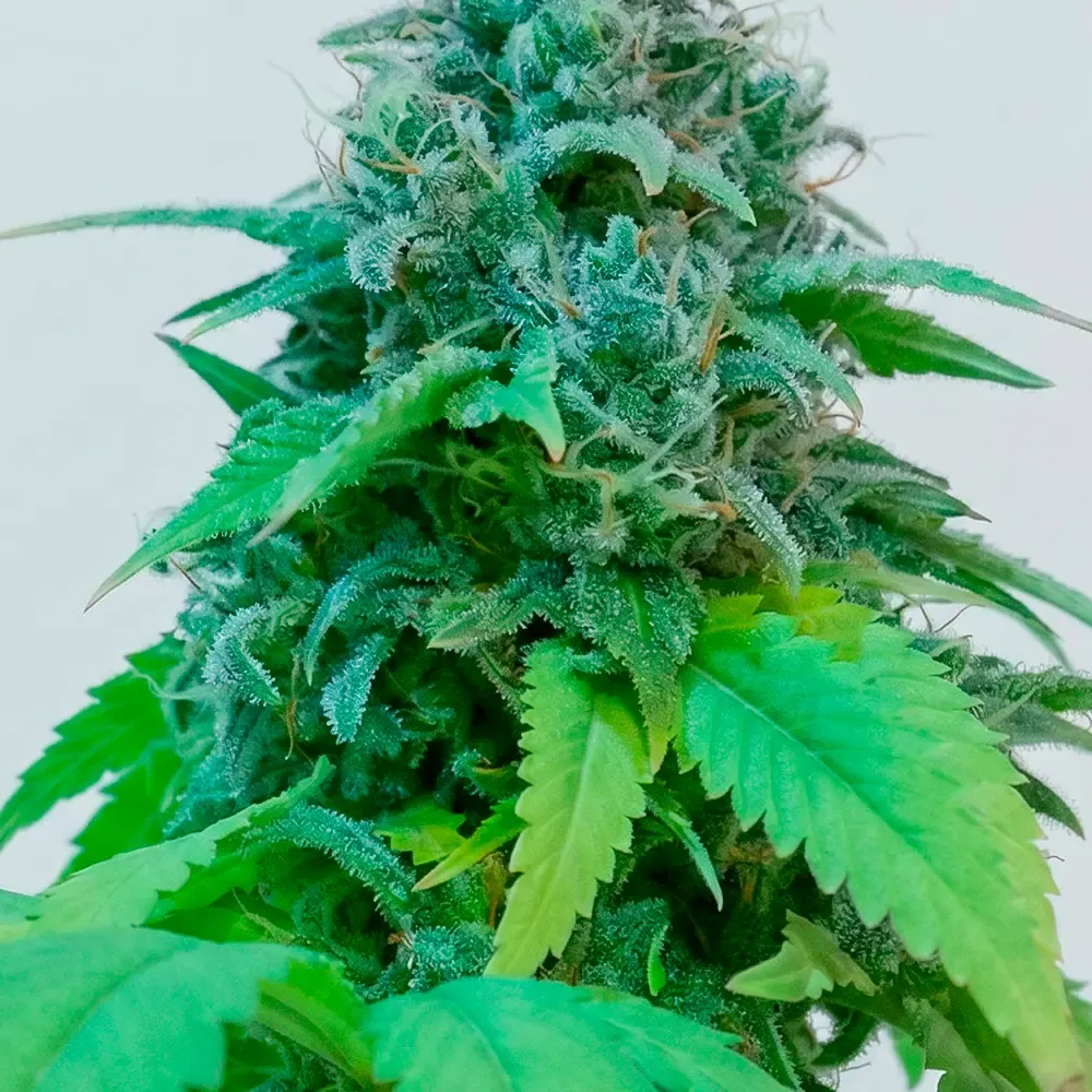 Malvina-cannabis-conicet_2.webp