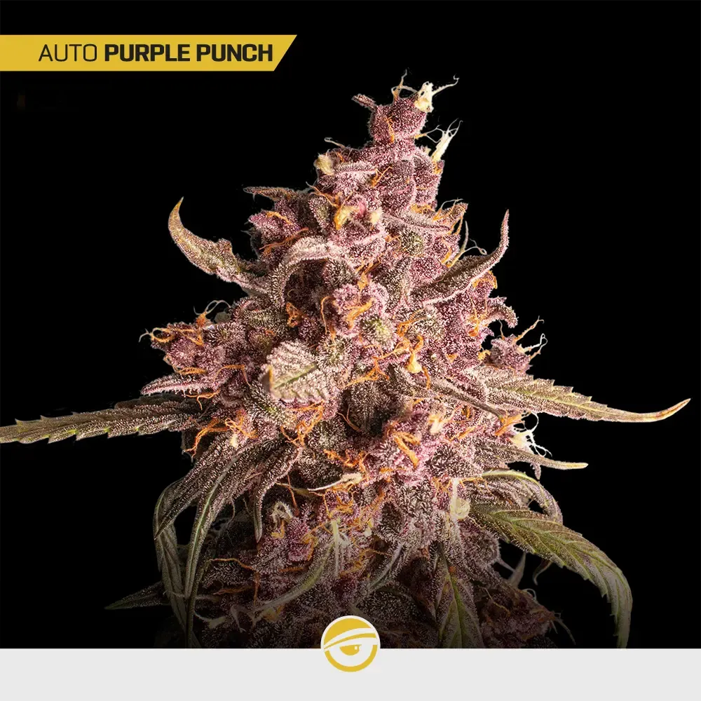 Gold-Mix_3.webp